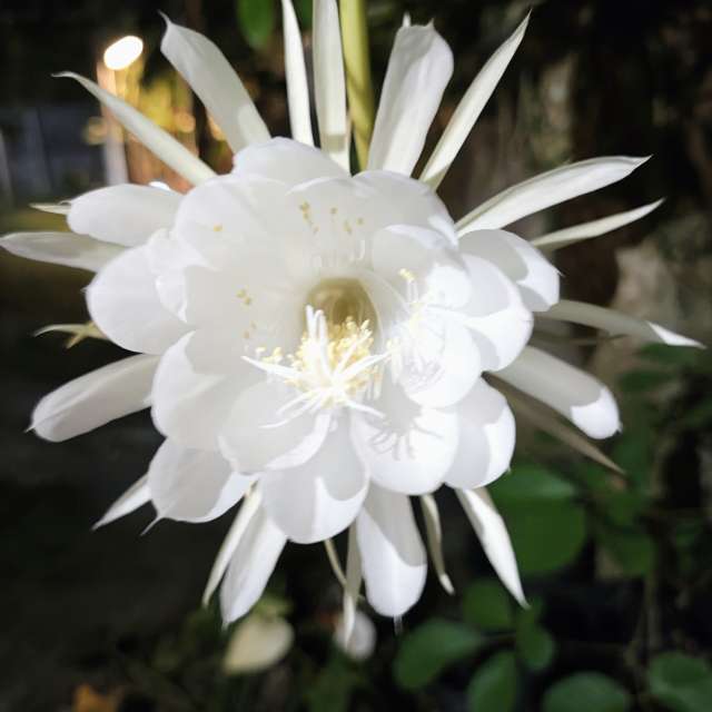 Natureza. Wettervorhersagen mit schönen Fotos von VIAꓨEM_E_HISTÓЯIA Fotos Florianópolis