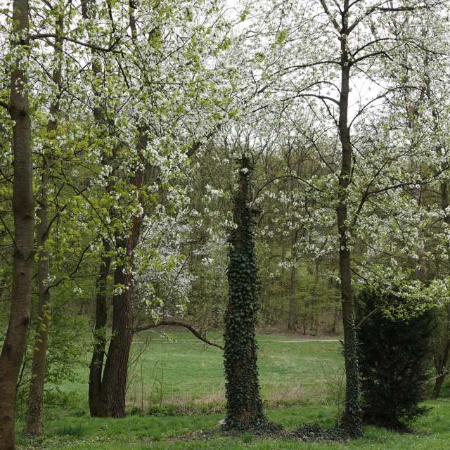 Fotos Flor. Previsões do tempo com lindas fotos de Vasek325 em Praha 12