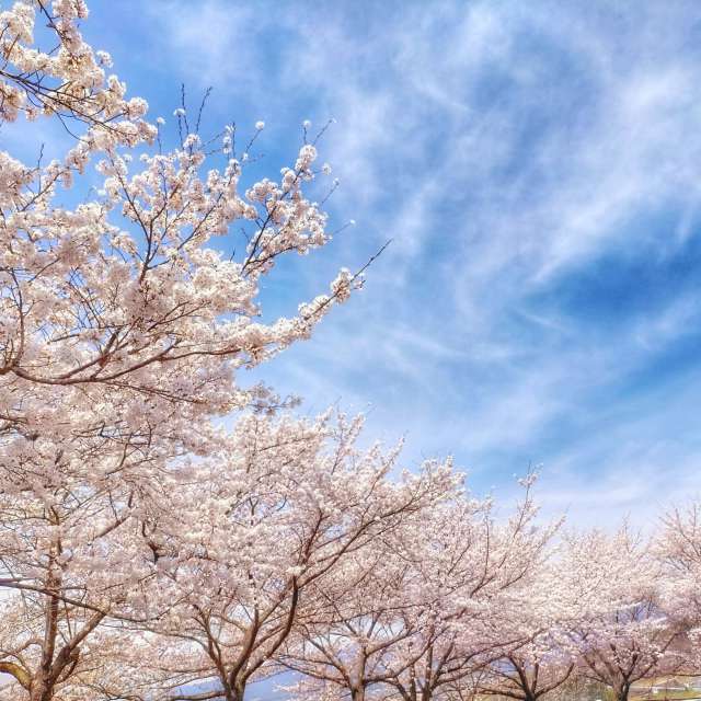Standing. Weather forecasts with beautiful photos by Kasumisou Photos in Saku-shi