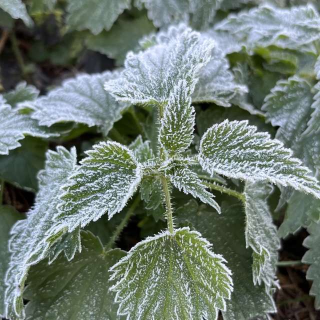 Photos Champ. Prévisions météo avec de superbes photos de Stassy de Teshkovo