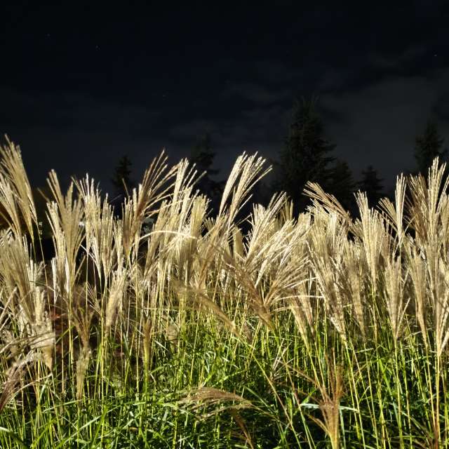 duck102の美しい写真による天気予報