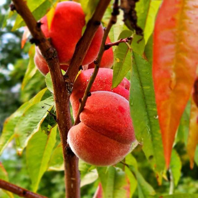 Apple. Weather forecasts with beautiful photos by Seni Photos in Velbert