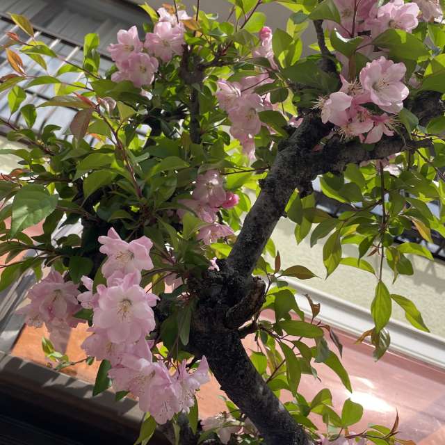 Fotos Janela. Previsões do tempo com lindas fotos de あさのジジ em Okayama