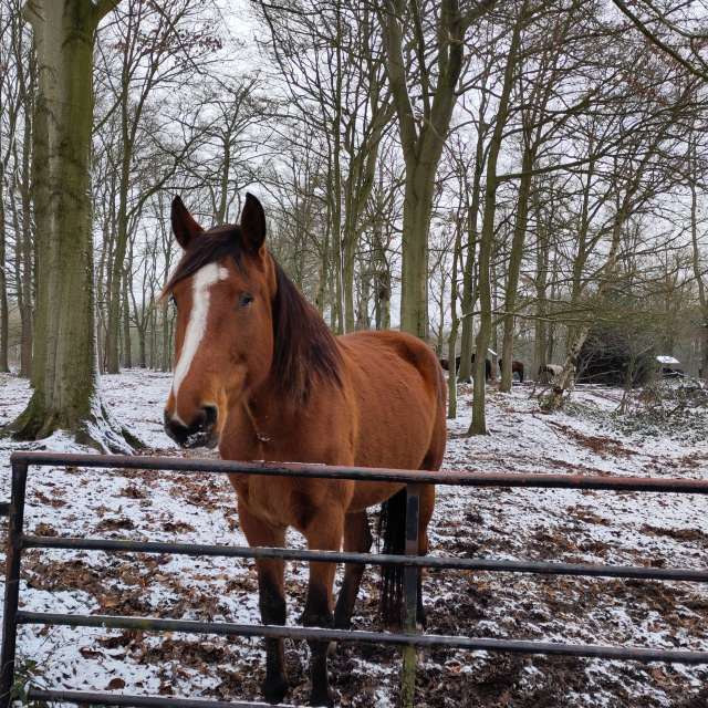 Prévisions météo avec de superbes photos de Rosaja