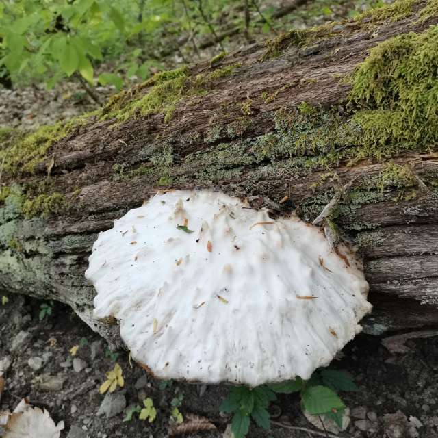 Gras. Wettervorhersagen mit schönen Fotos von Albert_Smelovtsev Fotos Roza Khutor