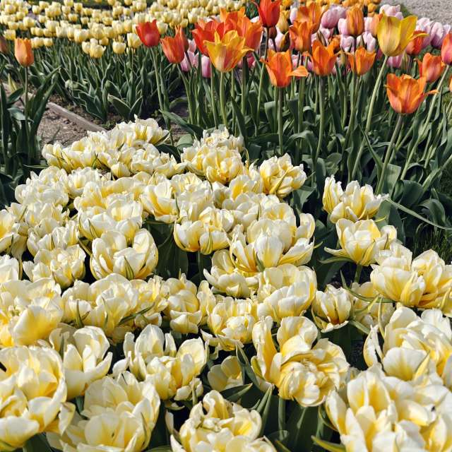 Previsões do tempo com lindas fotos de newgen