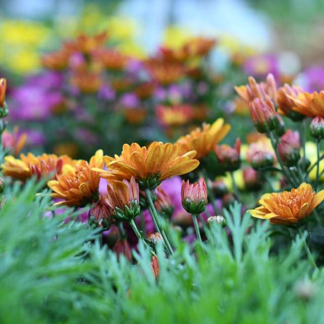 Prévisions météo avec de superbes photos de Tamir_photographer