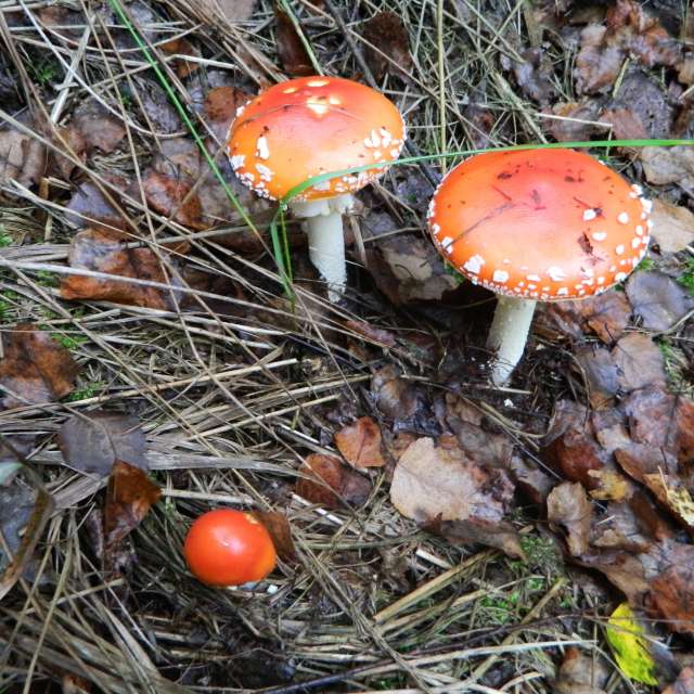 天气预报，带ivan-ko精美的照片