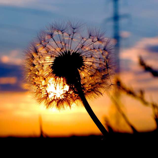 Sereďの花. Miloš_SKの美しい写真による天気予報の写真