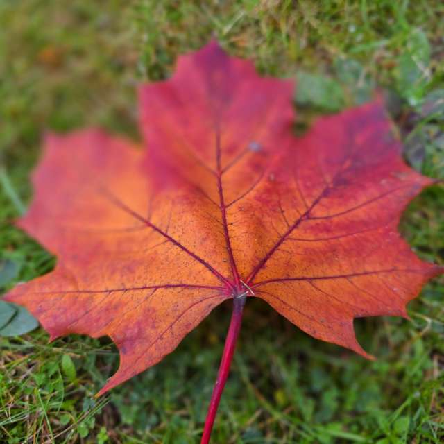 Maple. Weather forecasts with beautiful photos by Seni Photos in Velbert