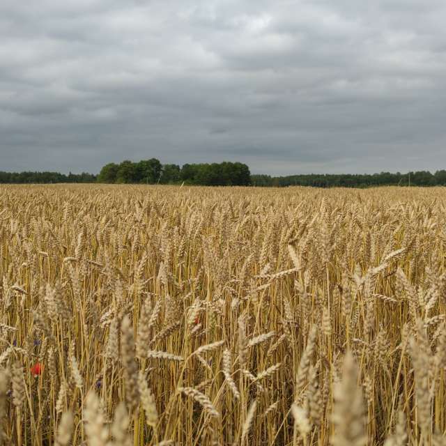 Pronósticos del tiempo con hermosas fotos de Maryous
