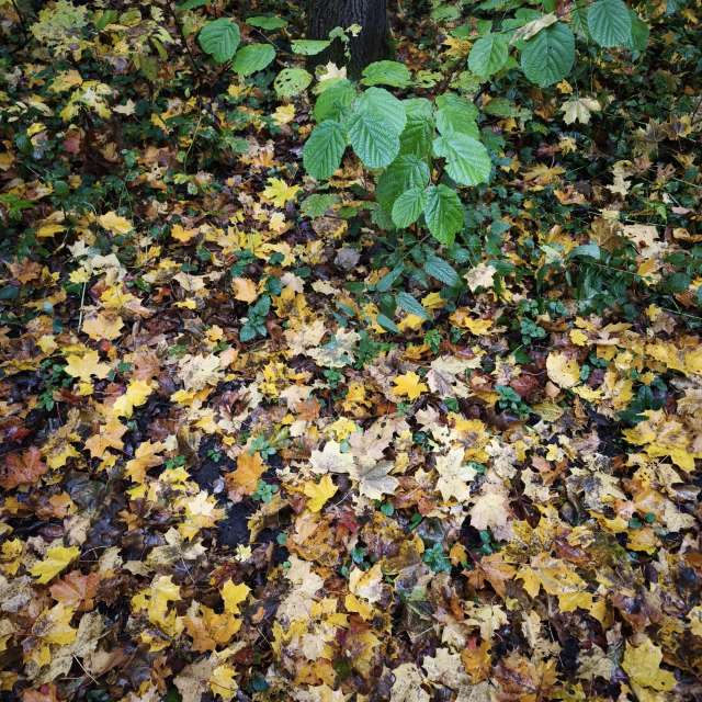 Weather forecasts with beautiful photos by Amanda_and_Valdemar_Che