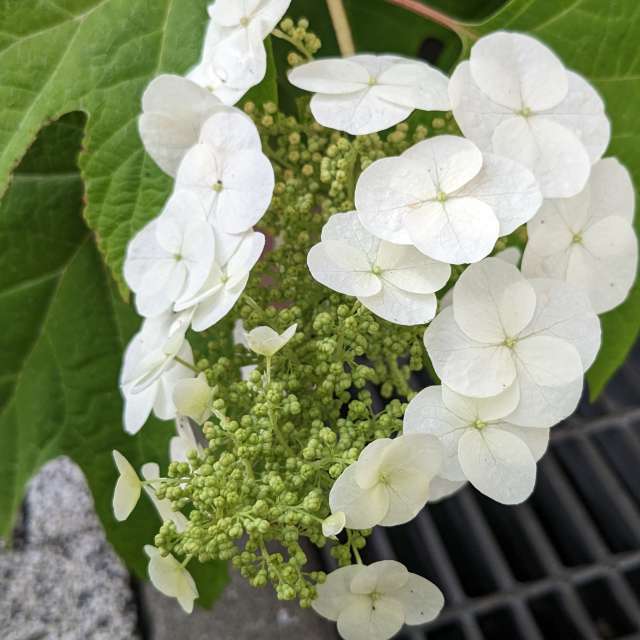 Fotos Deitado. Previsões do tempo com lindas fotos de あさのジジ em Okayama