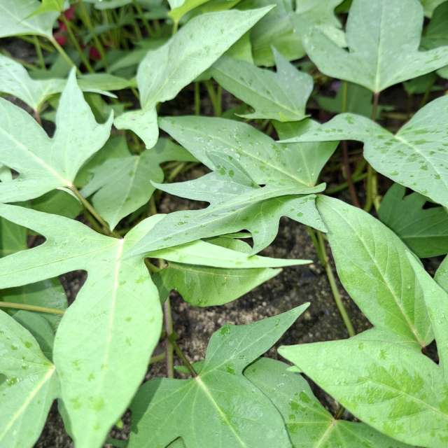 Fotos Sujeira. Previsões do tempo com lindas fotos de Wen-ya Huang em Kaohsiung City