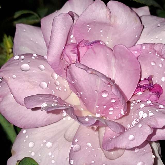 Rain. Weather forecasts with beautiful photos by Wen-ya Huang Photos in Kaohsiung City