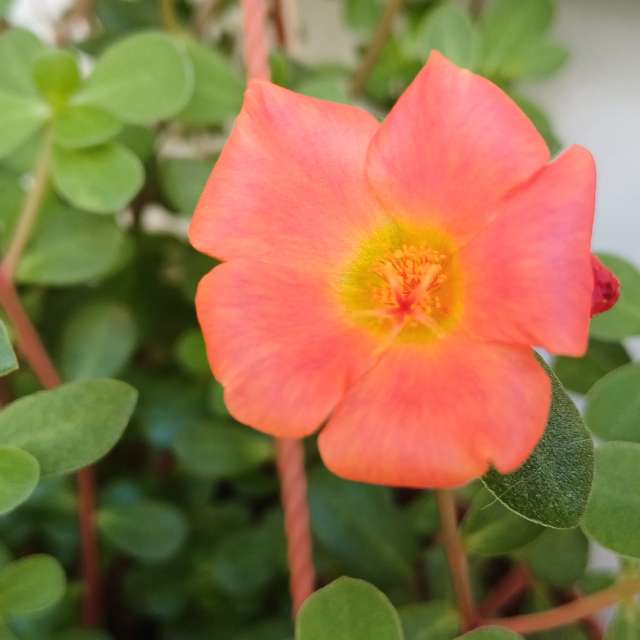 天气预报，带Zaza精美的照片