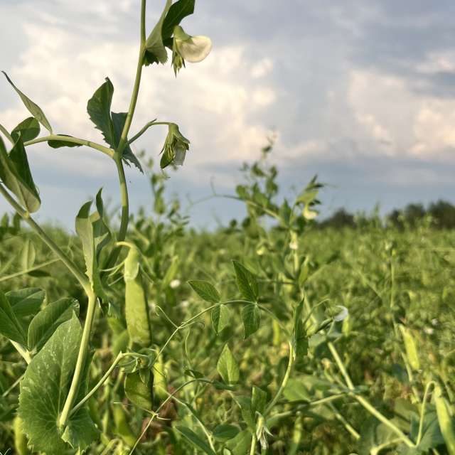 Photos Champ. Prévisions météo avec de superbes photos de Stassy de Teshkovo