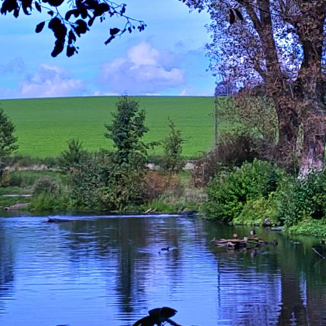 Flock. Weather forecasts with beautiful photos by Seni Photos in Velbert