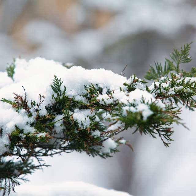 Bear. Weather forecasts with beautiful photos by martinm611 Photos in World