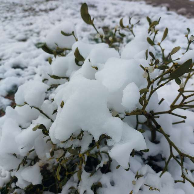Fetus. Weather forecasts with beautiful photos by Iryna Photos in Kharkiv