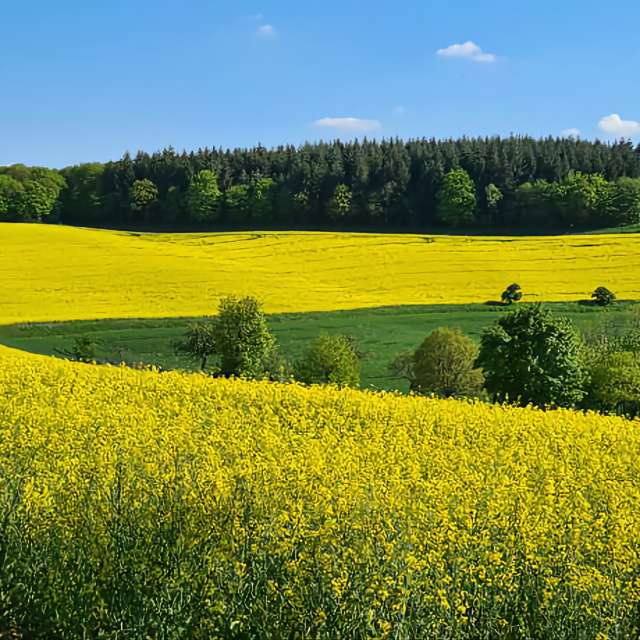 Фотографії поле. Прогнози погоди з прекрасними фотографіями Neonchen в Saarland