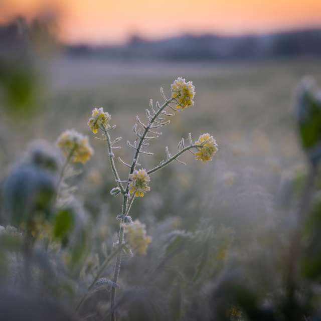 Previsões do tempo com lindas fotos de Li-Bro