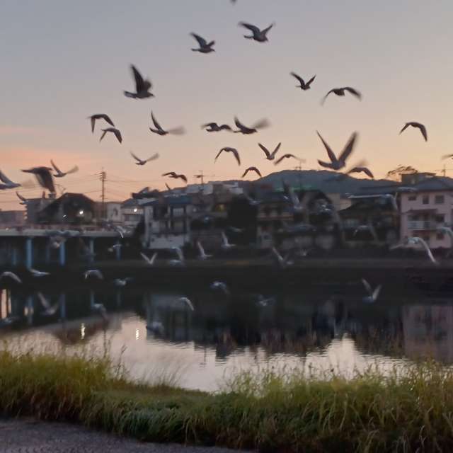 Sheep. Weather forecasts with beautiful photos by あさのジジ Photos in Okayama