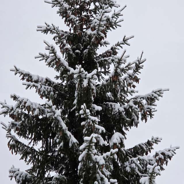 Stroganov_4の美しい写真による天気予報