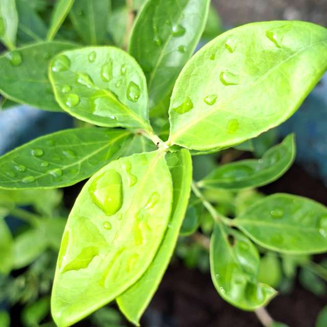 Fotos Sujeira. Previsões do tempo com lindas fotos de Wen-ya Huang em Kaohsiung City