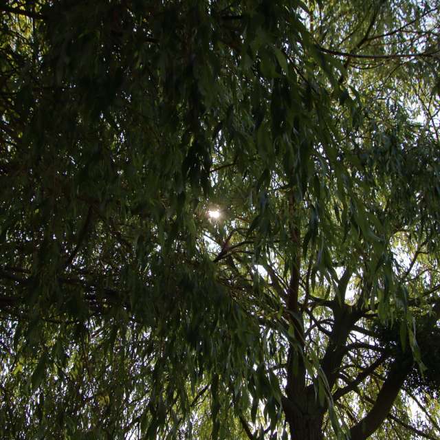 Fotos Verde. Previsões do tempo com lindas fotos de elbetraffic em Schwerin