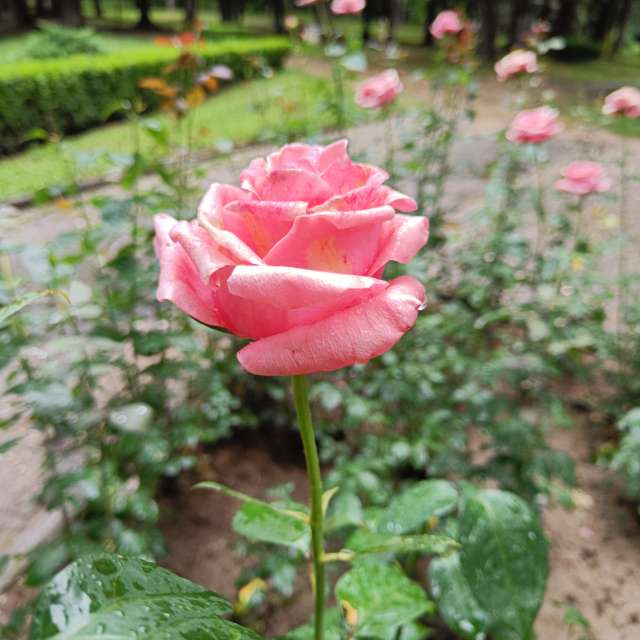 天气预报，带Doc_H精美的照片