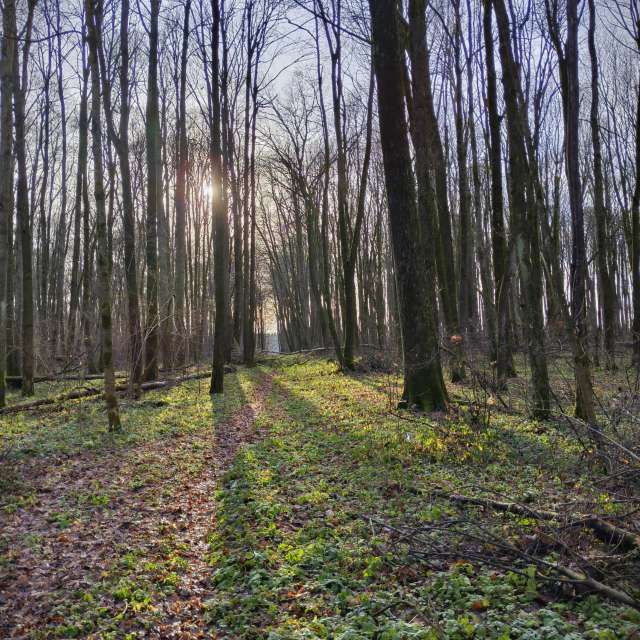 天气预报，带Aleksei精美的照片