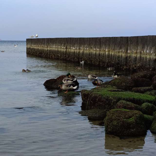 Fotos Flutuando. Previsões do tempo com lindas fotos de Михаил Бондаренко em Pionerskiy