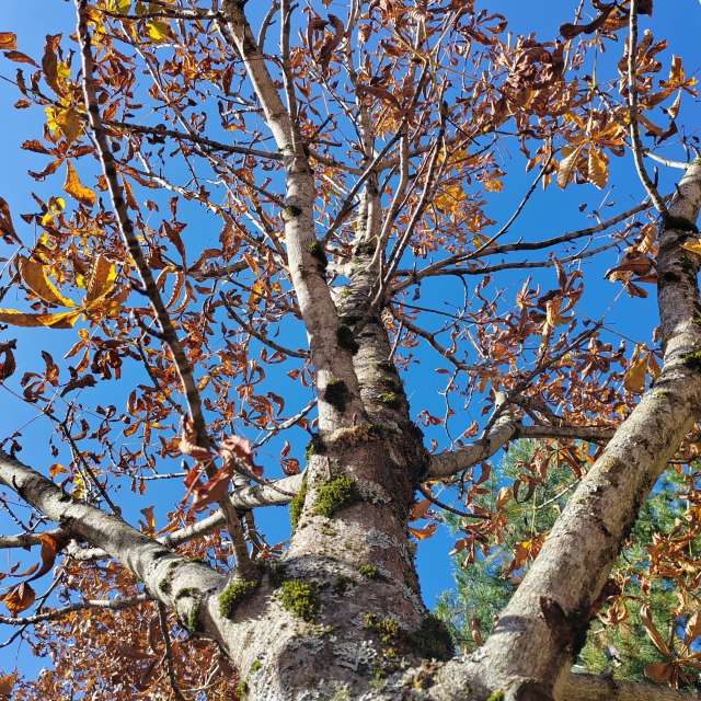 天气预报，带Albert_Smelovtsev精美的照片