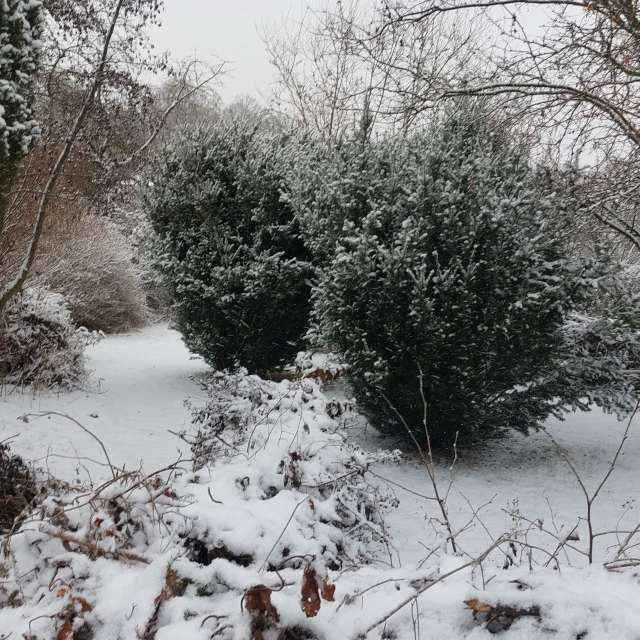 天气预报，带MaLou精美的照片