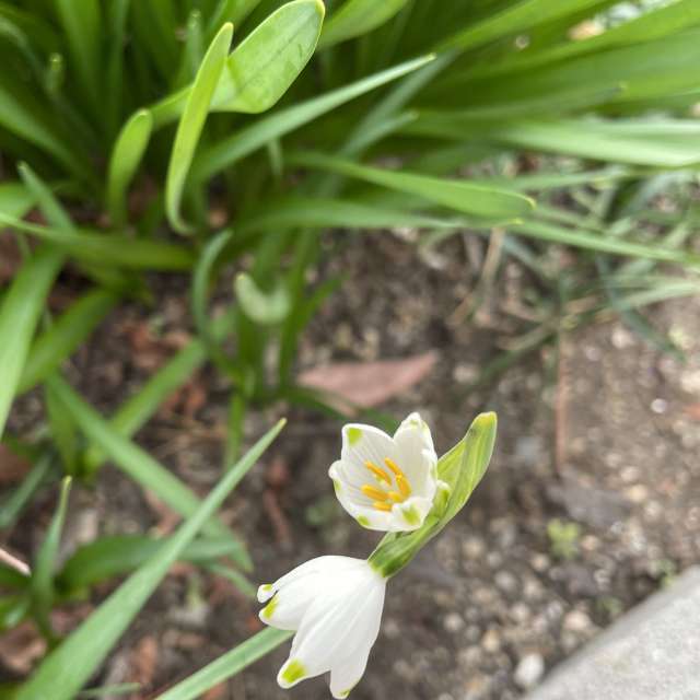 Fotos Gato. Previsões do tempo com lindas fotos de あさのジジ em Okayama