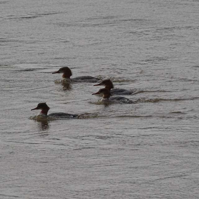 Fotos Rio. Previsões do tempo com lindas fotos de Vasek325 em Praha 12