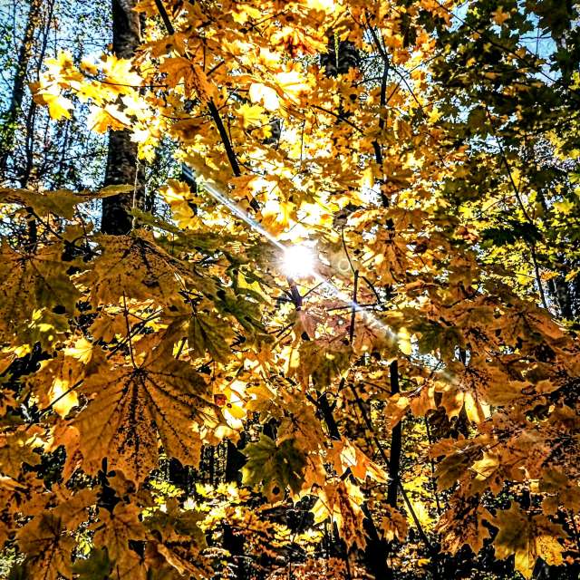 Pronósticos del tiempo con hermosas fotos de fruta
