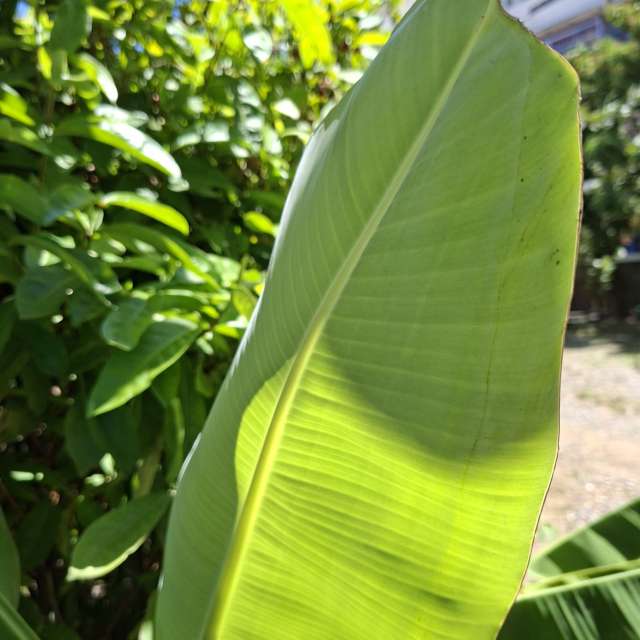 Palm. Weather forecasts with beautiful photos by Wen-ya Huang Photos in Kaohsiung City