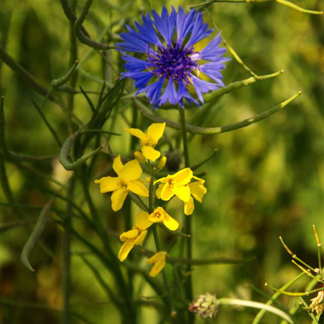 Vase. Wettervorhersagen mit schönen Fotos von Andrie Fotos Lwiw