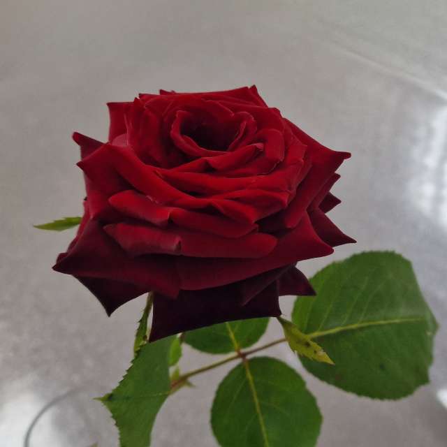 天气预报，带loris-b精美的照片