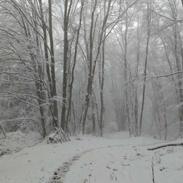 天气预报，带Rosiii精美的照片