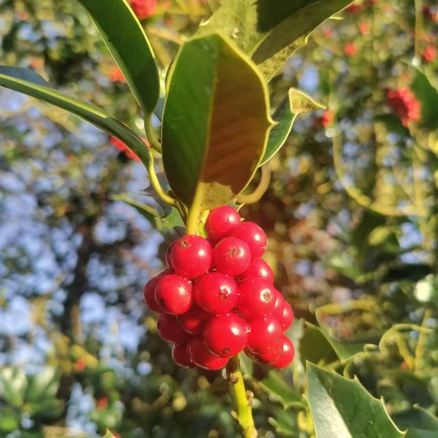 Standing. Weather forecasts with beautiful photos by Petewhites Photos in Lyne Lane