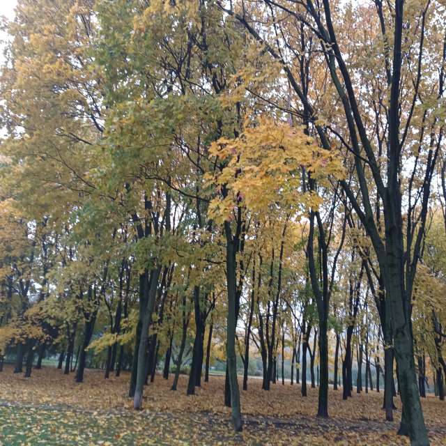 Group. Weather forecasts with beautiful photos by Amanda_and_Valdemar_Che Photos in Izmaylovo District