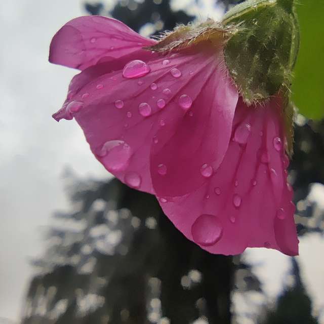 Fotos Flor. Previsões do tempo com lindas fotos de Zorrra em Kladow