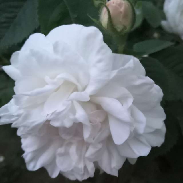 Wettervorhersagen mit schönen Fotos von Yurik