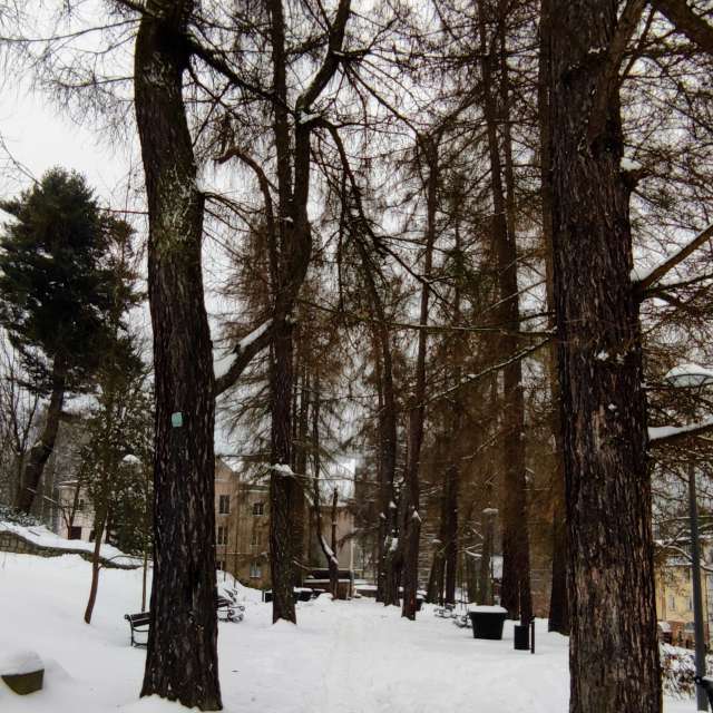 Wald. Wettervorhersagen mit schönen Fotos von Kripo Fotos Ladek Zdroj