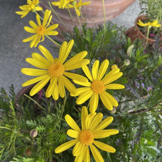 Fotos Banana. Previsões do tempo com lindas fotos de あさのジジ em Okayama