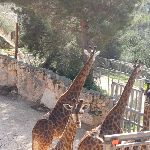 Zoo. Weather forecasts with beautiful photos by Zaza Photos in World