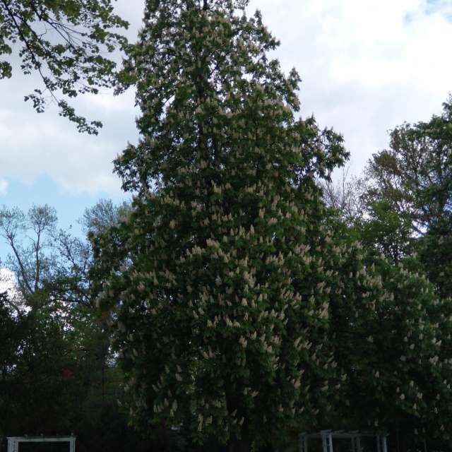 Timişoara的公園. 天氣預報，帶Lupsaman精美的照片照片